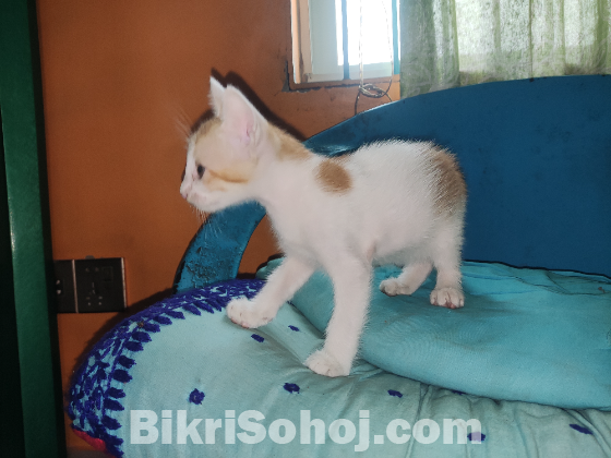 Mixed bread Kitten